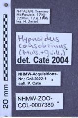 Etiketten zu Hypnoidus consobrinus (Mulsant, 1855) (NHMW-ZOO-COL-0007389)